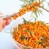 سنجد تلخ یا خولان-Hippophae-buckthorn