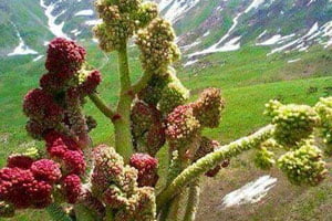 گیاه ریواس یا ریوند