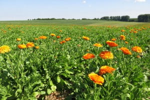 گل همیشه بهار یا کالاندولا