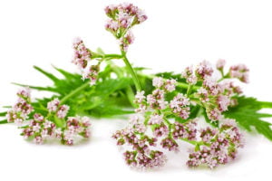 سنبل الطیب بی خوابی را درمان می کند