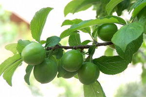 خواص میوه گوجه سبز